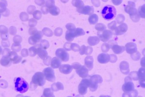 EM菌液的主要成分