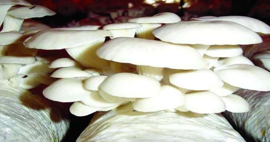 EM菌在蘑菇等食用菌种植中的作用及使用方法