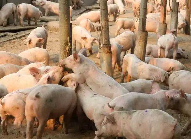 EM菌用于养殖业的机理作用