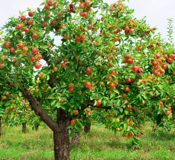 EM菌在果树种植的作用及使用方法