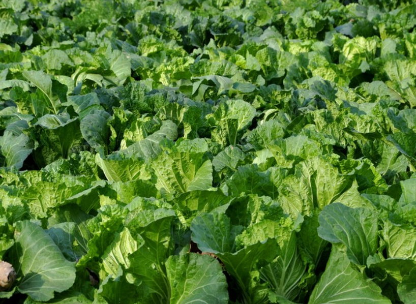EM菌在白菜、生菜、芹菜等叶菜类种植的作用及使用方法